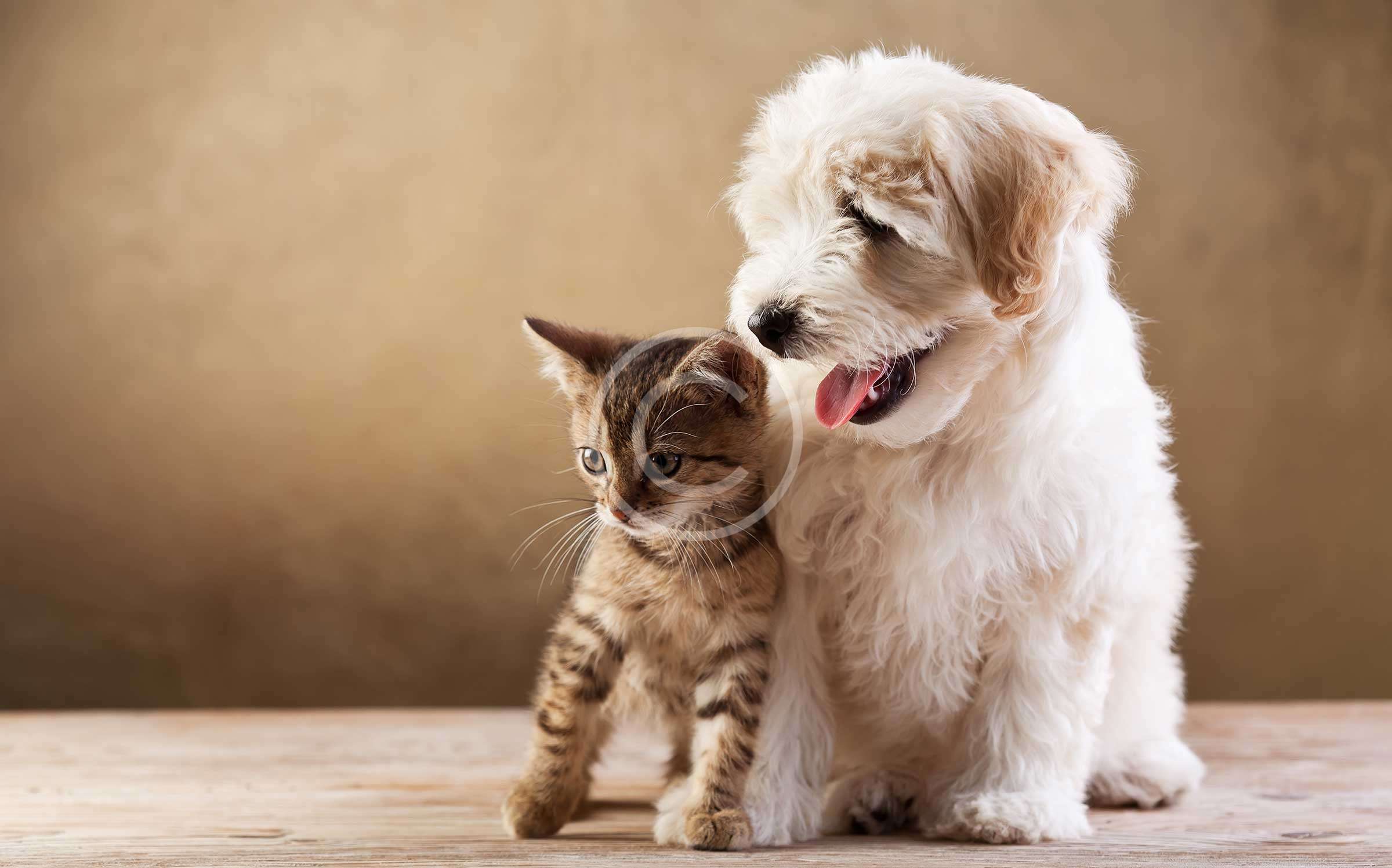 Friends for pets. Пушистые кошки и собаки. Кошка и собака вместе груминг. Кошка и собака Welcome. Pets are friends.
